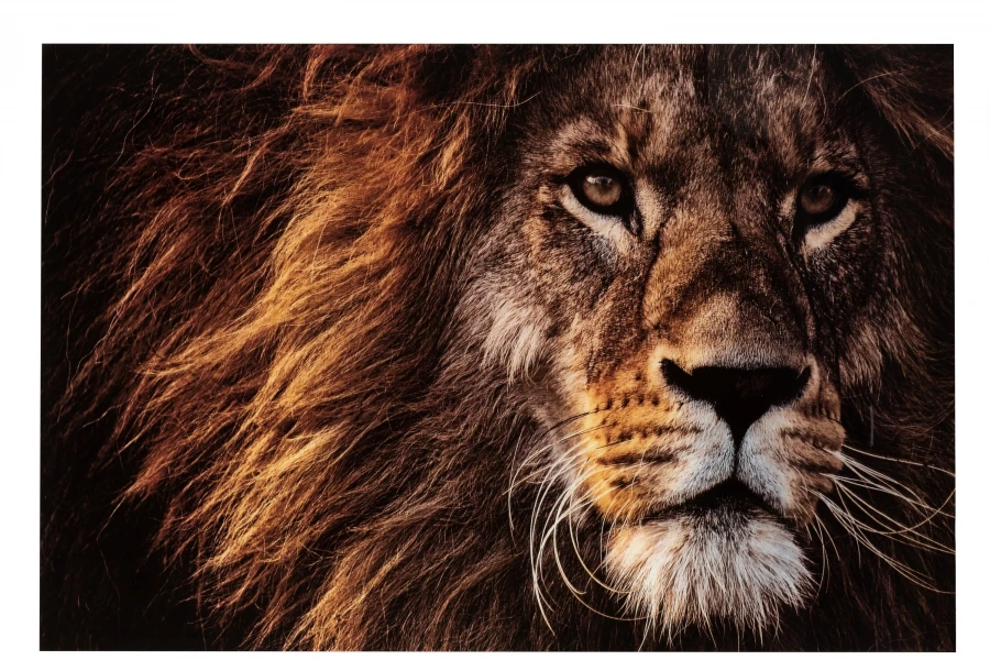 Cadre Lion Verre Trempé GM